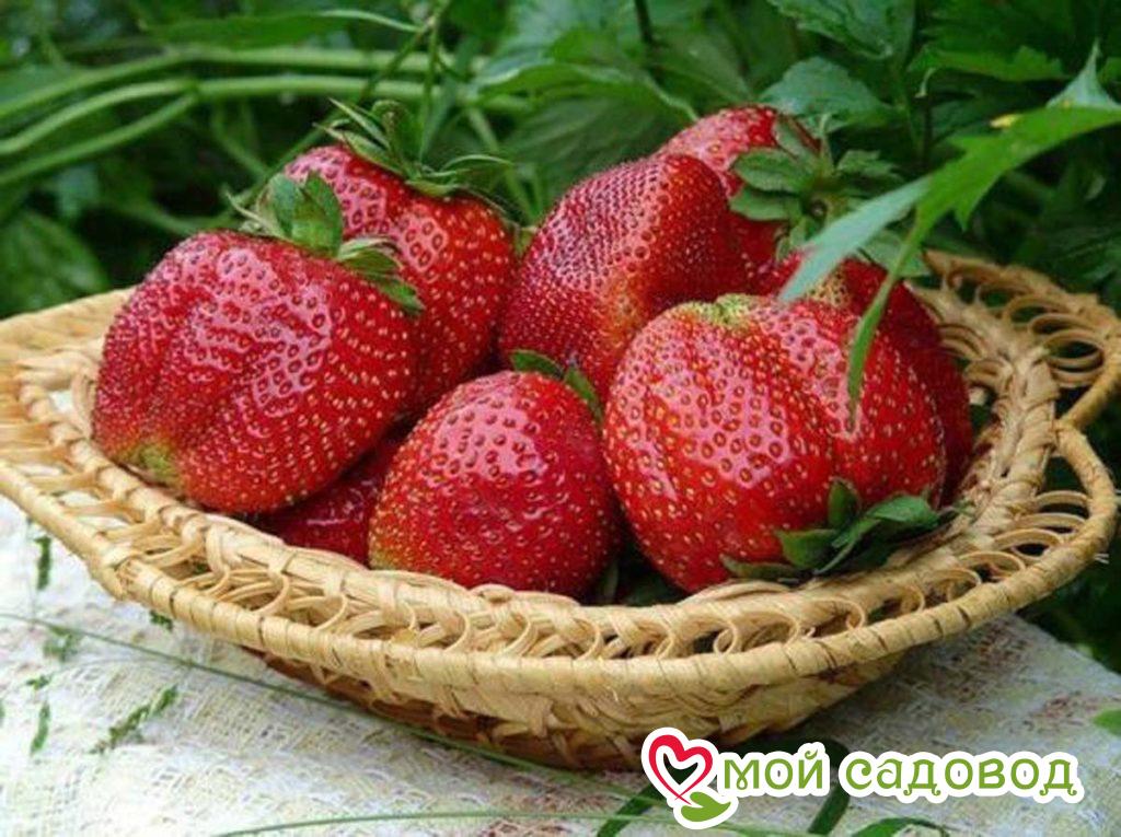 Клубника Зефир (ранний сорт) ЗКС 1С: купить в Лангепасе - цена 260₽ за 5шт. - Доставка Почтой